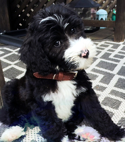 Sheepadoodle